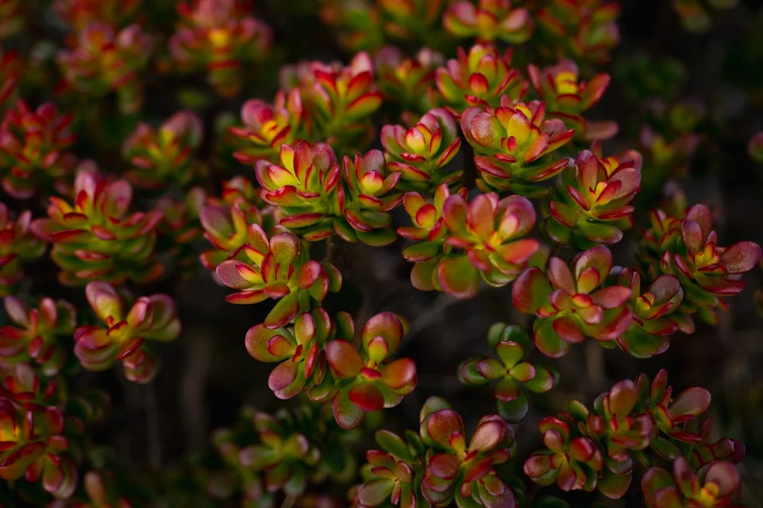 String of Buttons Succulent plant growing in terracotta pot at home — string of buttons succulent care