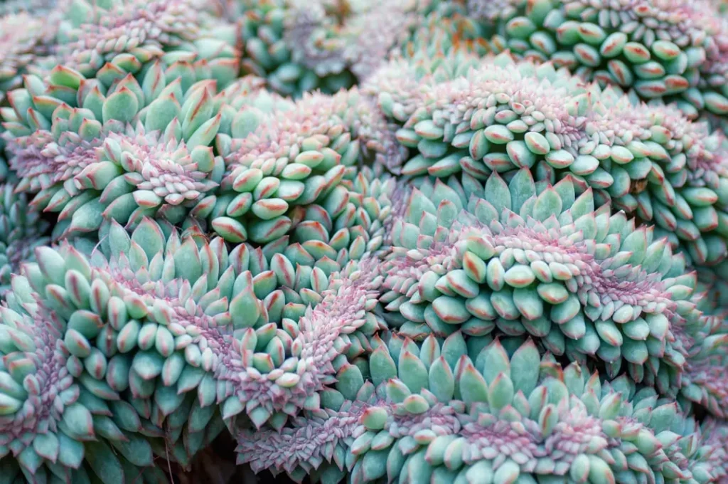 String of Buttons Succulent plant growing in terracotta pot at home