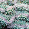 String of Buttons Succulent plant growing in terracotta pot at home