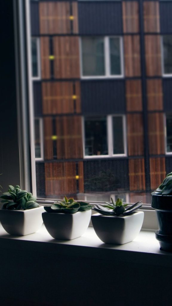 Monsoon Plant Care Tips Benefits: Complete Visual Guide