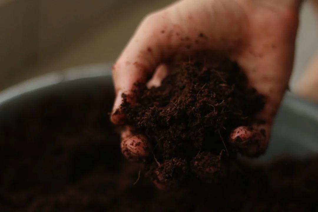 Succulent Soil Mix plant growing in terracotta pot at home — best soil for succulents