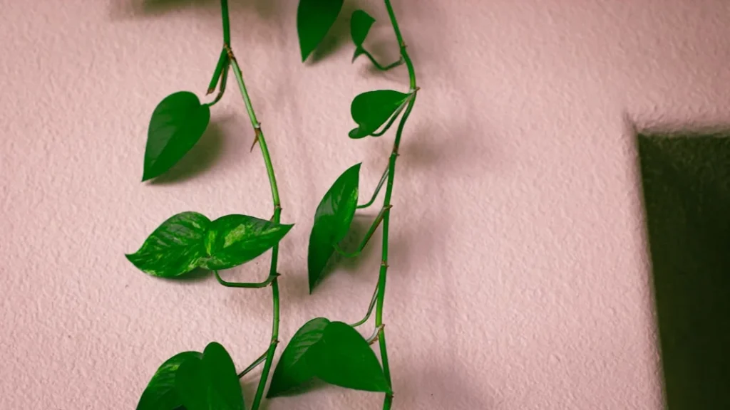 Trailing Plants plant growing in terracotta pot at home
