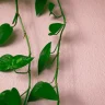Trailing Plants plant growing in terracotta pot at home