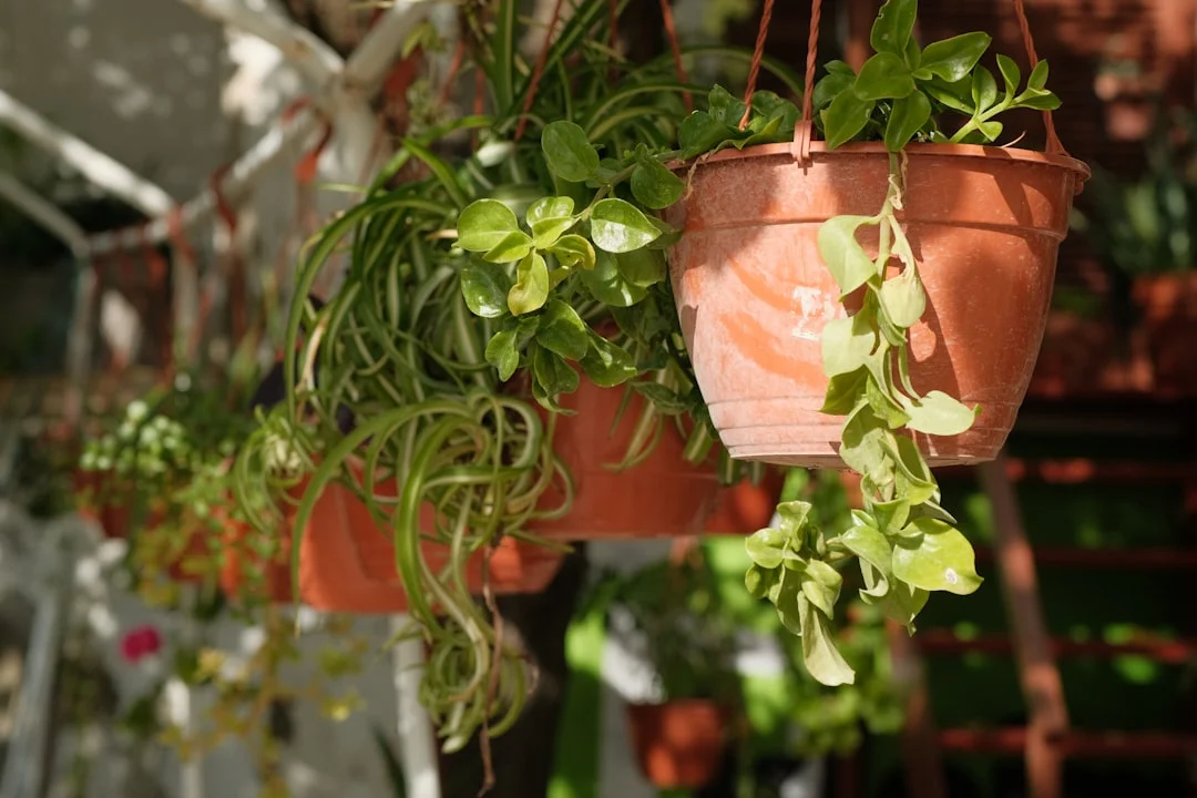 Trailing Plants plant growing in terracotta pot at home — trailing indoor plants for shelves