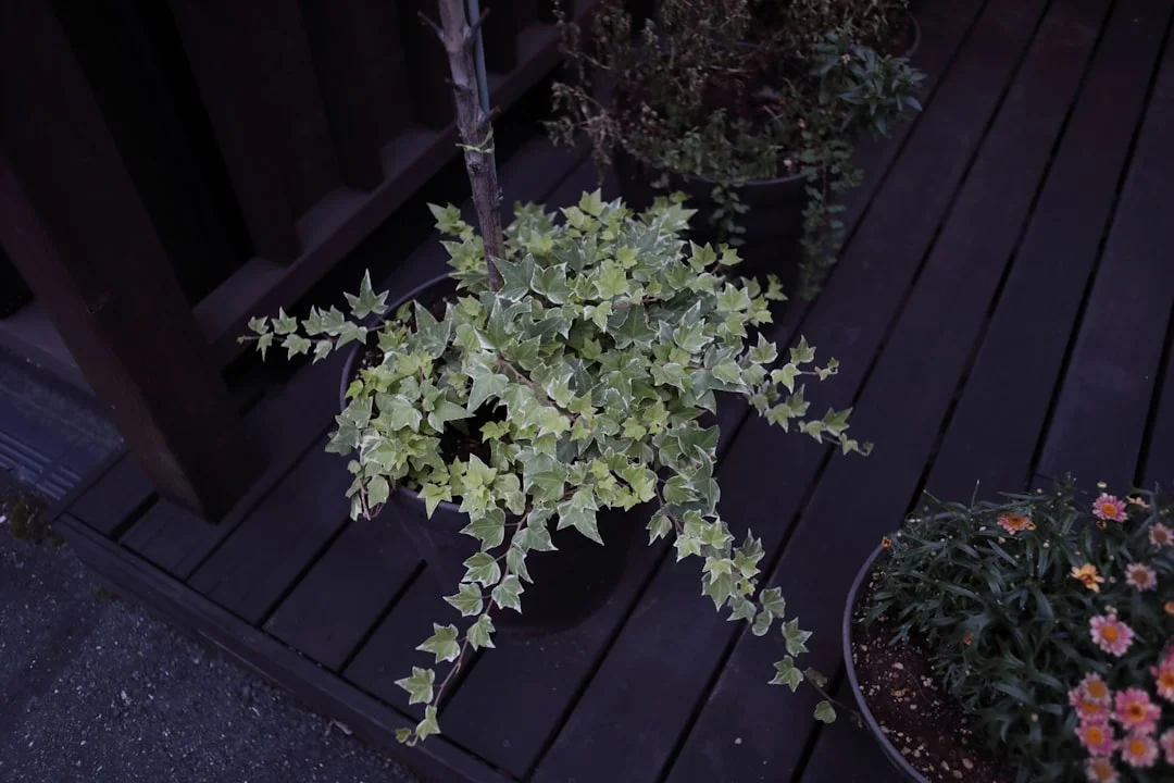 Trailing Plants plant growing in terracotta pot at home — trailing indoor plants for shelves