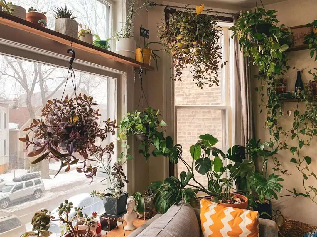 Trailing Plants plant growing in terracotta pot at home — trailing indoor plants for shelves