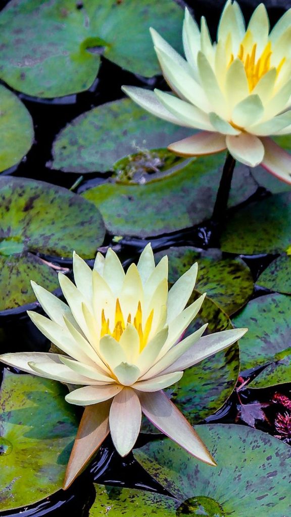 Lily Benefits: Complete Visual Guide