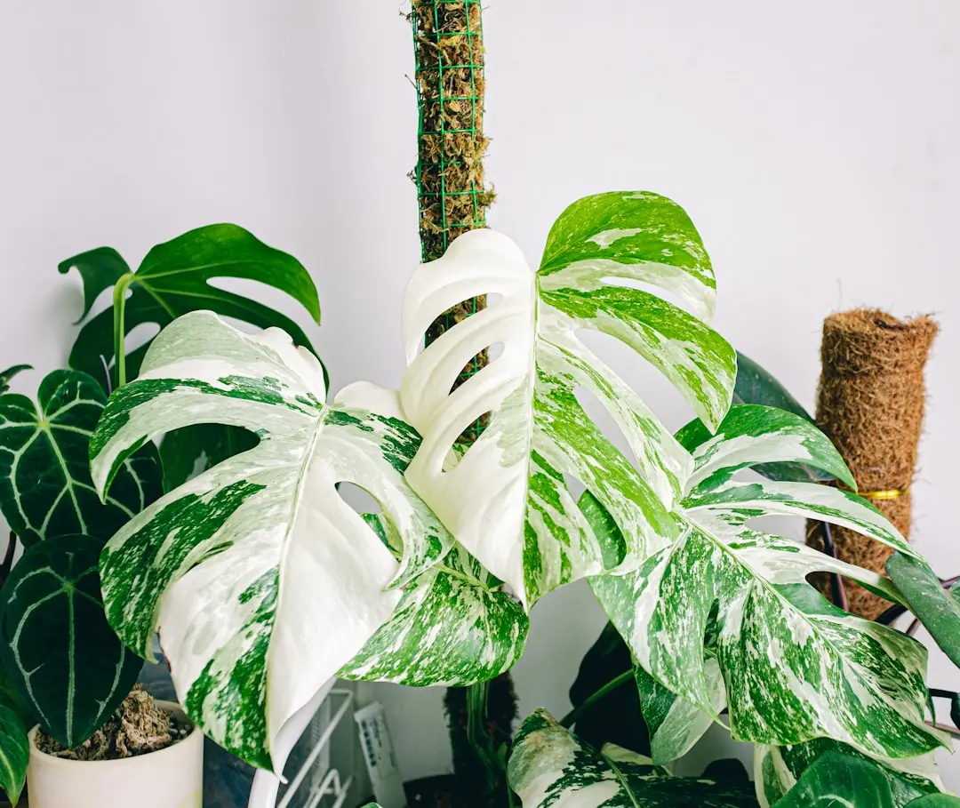 Variegated Monstera plant growing in terracotta pot at home — variegated monstera price India