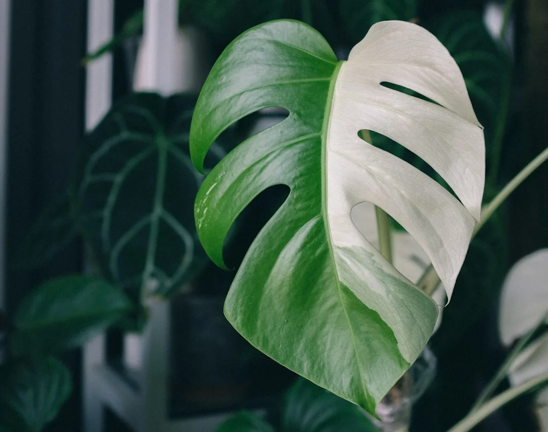 Variegated Monstera plant growing in terracotta pot at home — variegated monstera price India