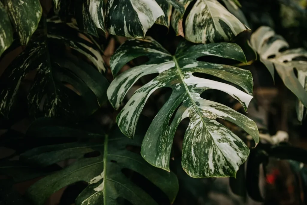 Variegated Monstera plant growing in terracotta pot at home