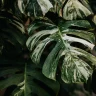 Variegated Monstera plant growing in terracotta pot at home