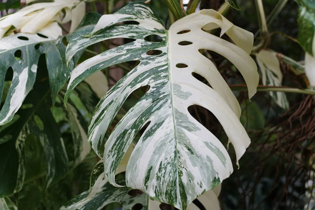 Variegated Monstera plant growing in terracotta pot at home — variegated monstera price India