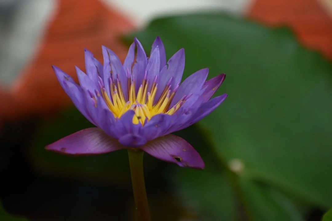 Water Lily plant growing in terracotta pot at home — water lily grow pot India