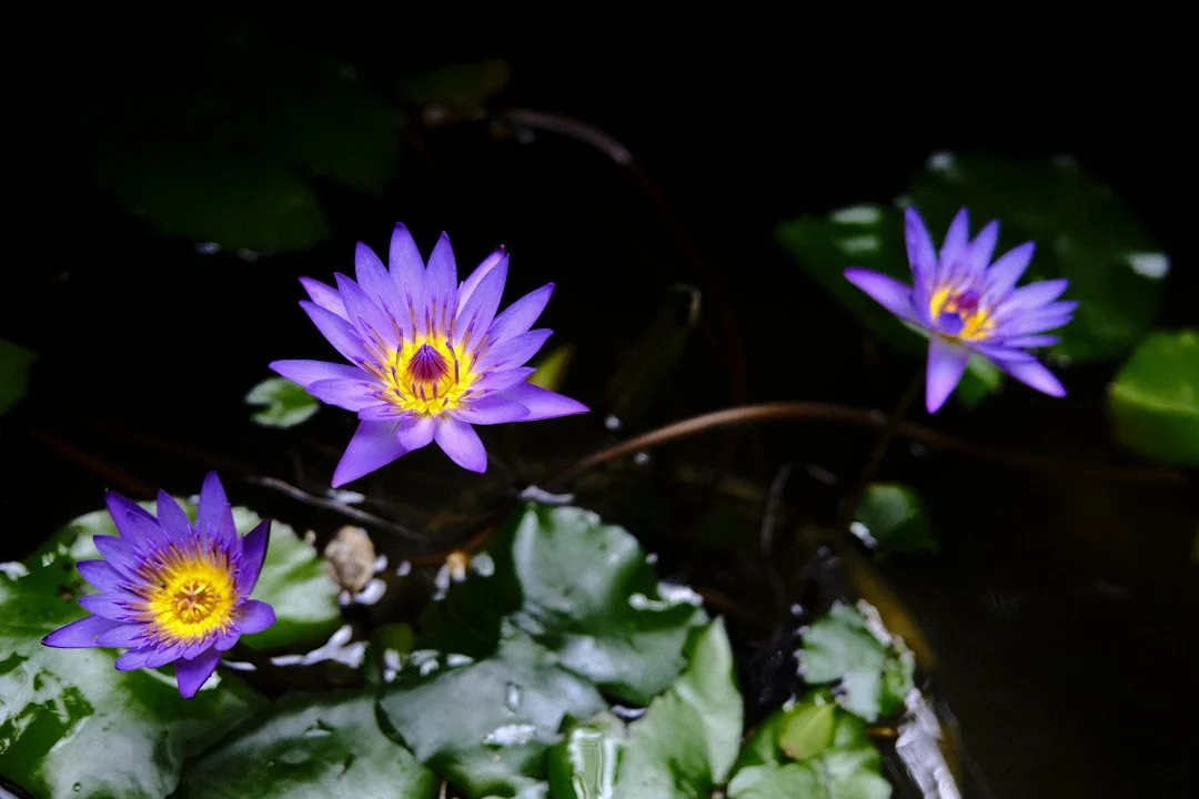 Water Lily plant growing in terracotta pot at home — water lily grow pot India