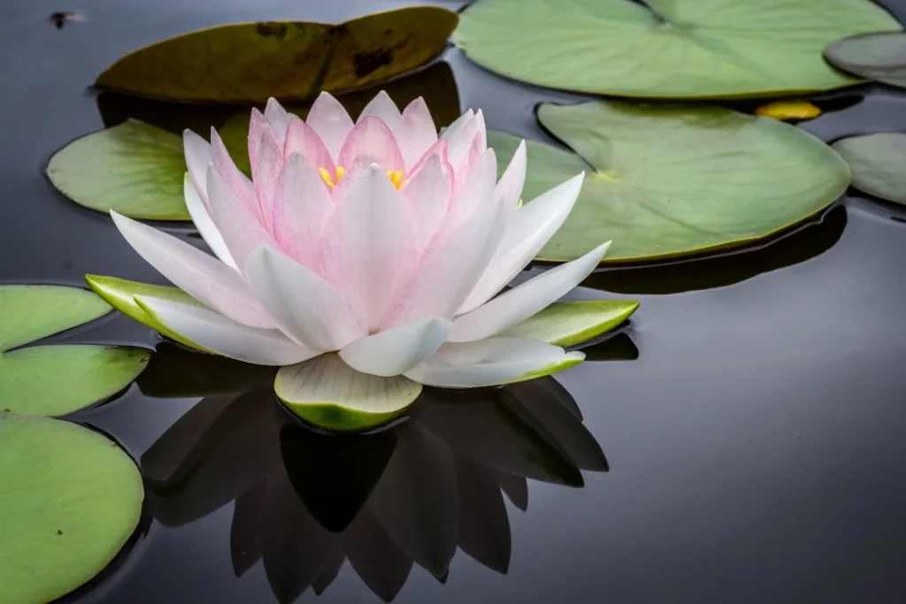 Water Lily plant growing in terracotta pot at home