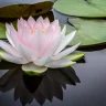 Water Lily plant growing in terracotta pot at home