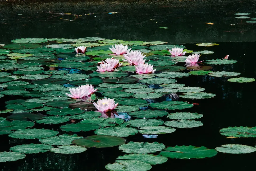 Water Lily plant growing in terracotta pot at home — water lily grow pot India