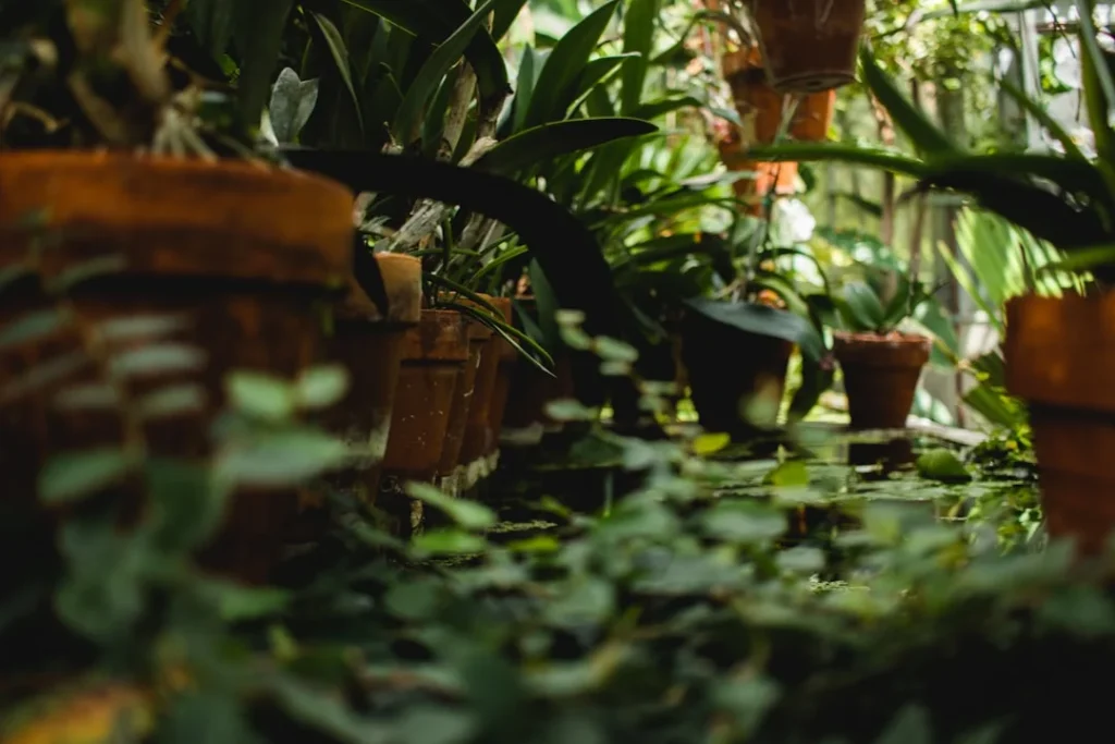 Watering Guide for Indoor Plants plant growing in terracotta pot at home
