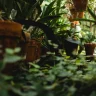 Watering Guide for Indoor Plants plant growing in terracotta pot at home
