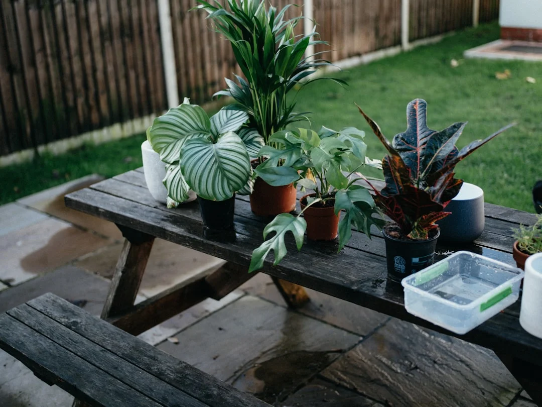 Watering Indoor Plants plant growing in terracotta pot at home — how often to water indoor plants