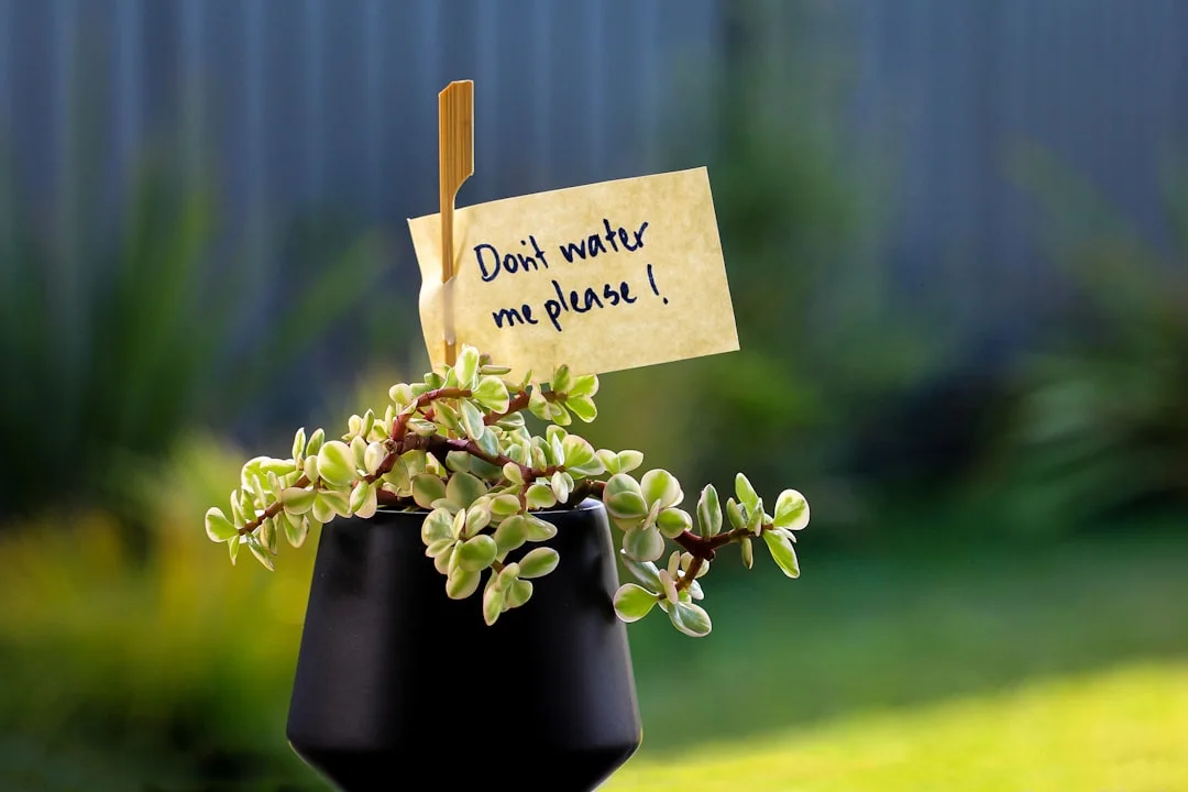 Watering Indoor Plants plant growing in terracotta pot at home — how often to water indoor plants