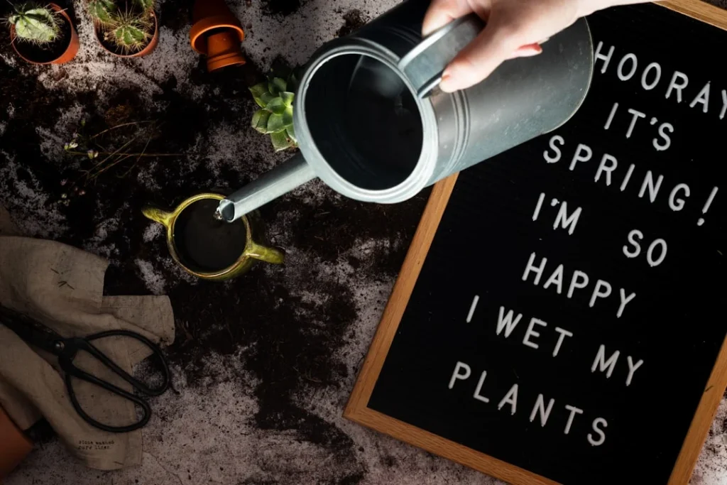 Watering Indoor Plants plant growing in terracotta pot at home