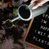 Watering Indoor Plants plant growing in terracotta pot at home