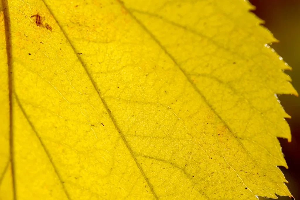 why plant leaves turning yellow india — yellow leaf in close up photography