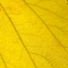 why plant leaves turning yellow india — yellow leaf in close up photography