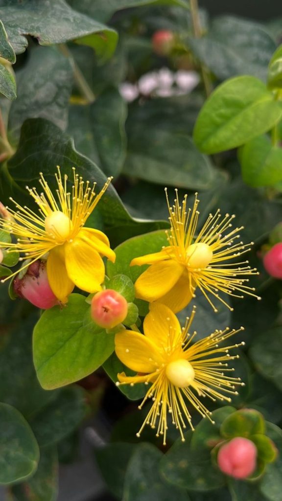 Portulaca Oleracea Uses: Complete Visual Guide