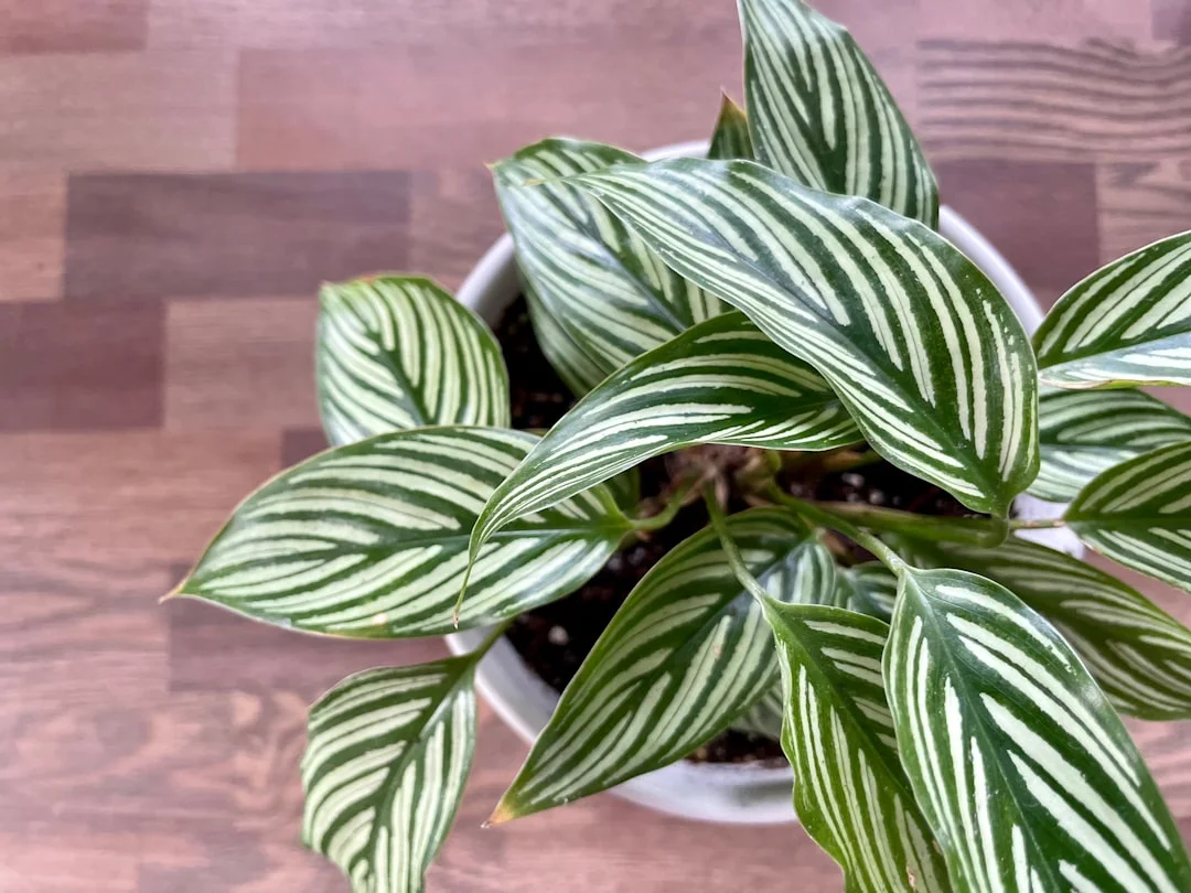Zebra Plant plant growing in terracotta pot at home — zebra plant succulent care