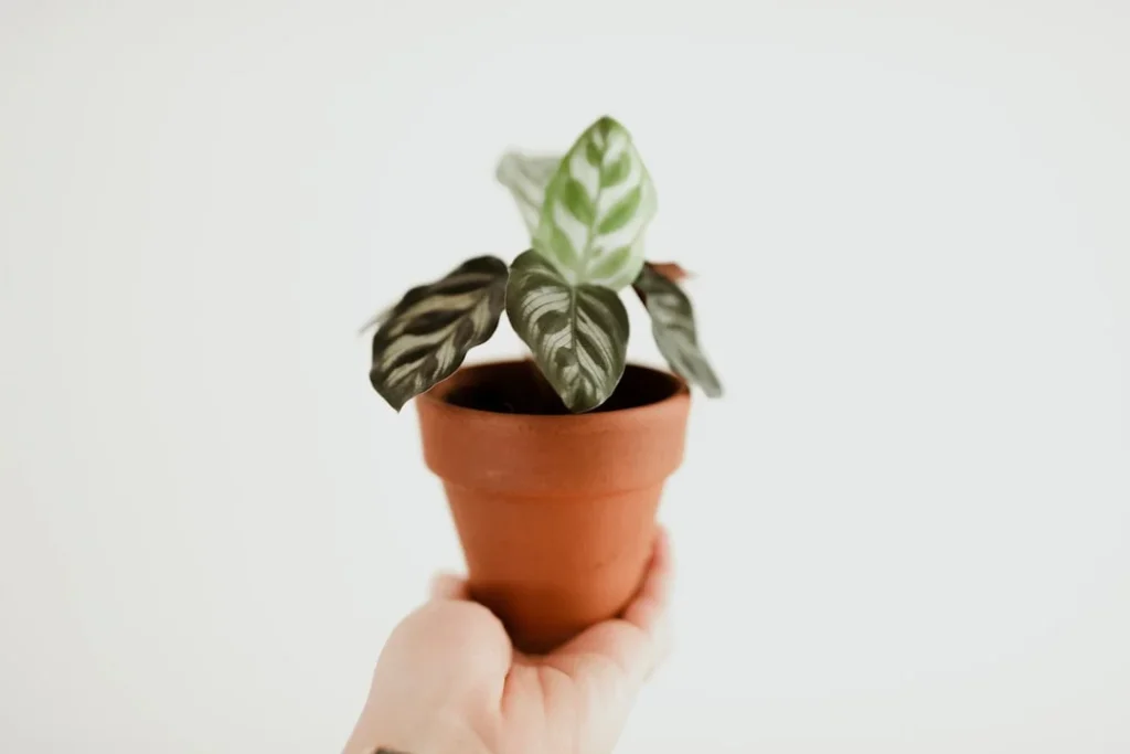 Zebra Plant plant growing in terracotta pot at home