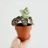Zebra Plant plant growing in terracotta pot at home
