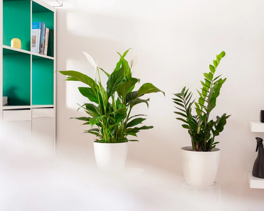 ZZ Plant plant growing in terracotta pot at home — zz plant care guide