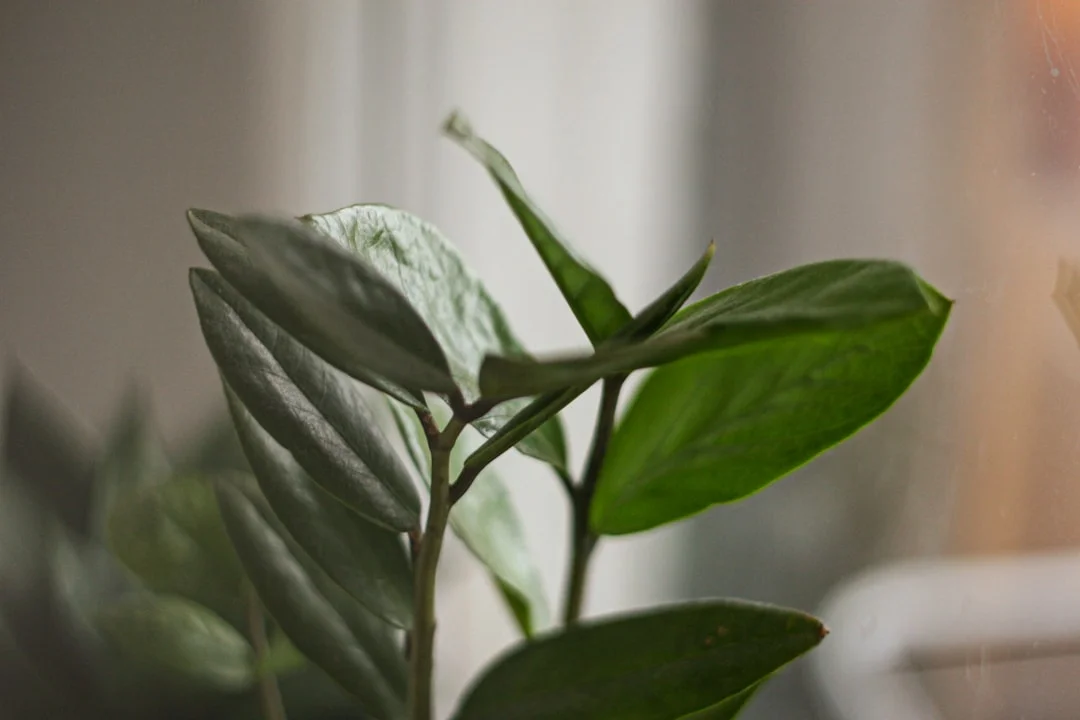ZZ Plant plant growing in terracotta pot at home — zz plant care guide