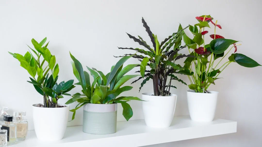 ZZ Plant plant growing in terracotta pot at home — zz plant care guide