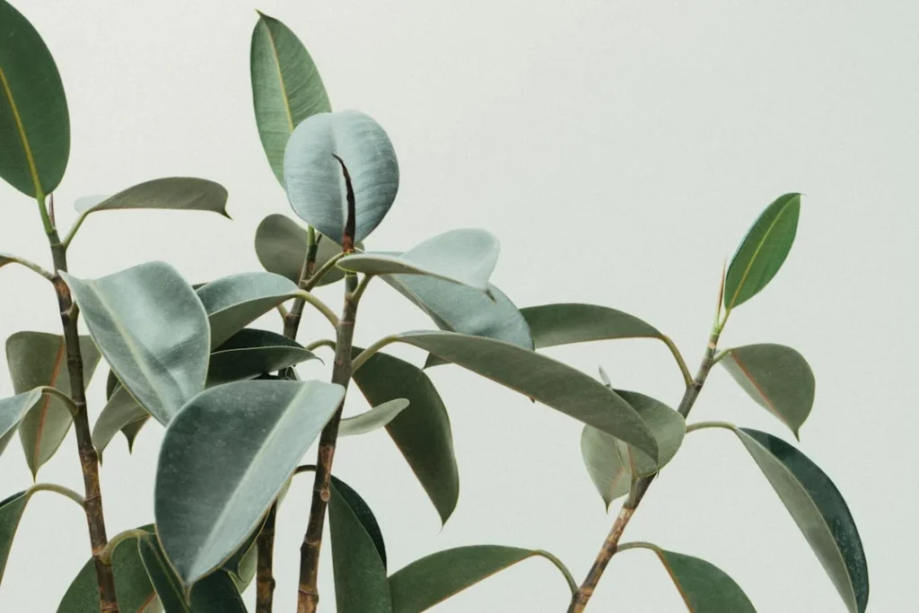 ZZ Plant plant growing in terracotta pot at home