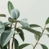 ZZ Plant plant growing in terracotta pot at home