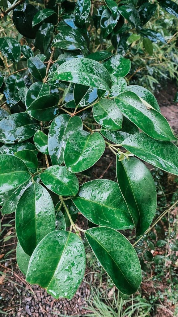 Marua Plant in English: 7 ID Features You Need Amazing Facts: Complete Visual Guide