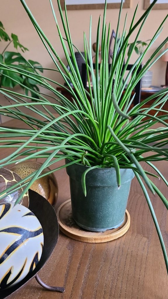 Spider Plants Indoor Care: The Complete Growing Guide Amazing Facts: Complete Visual Guide
