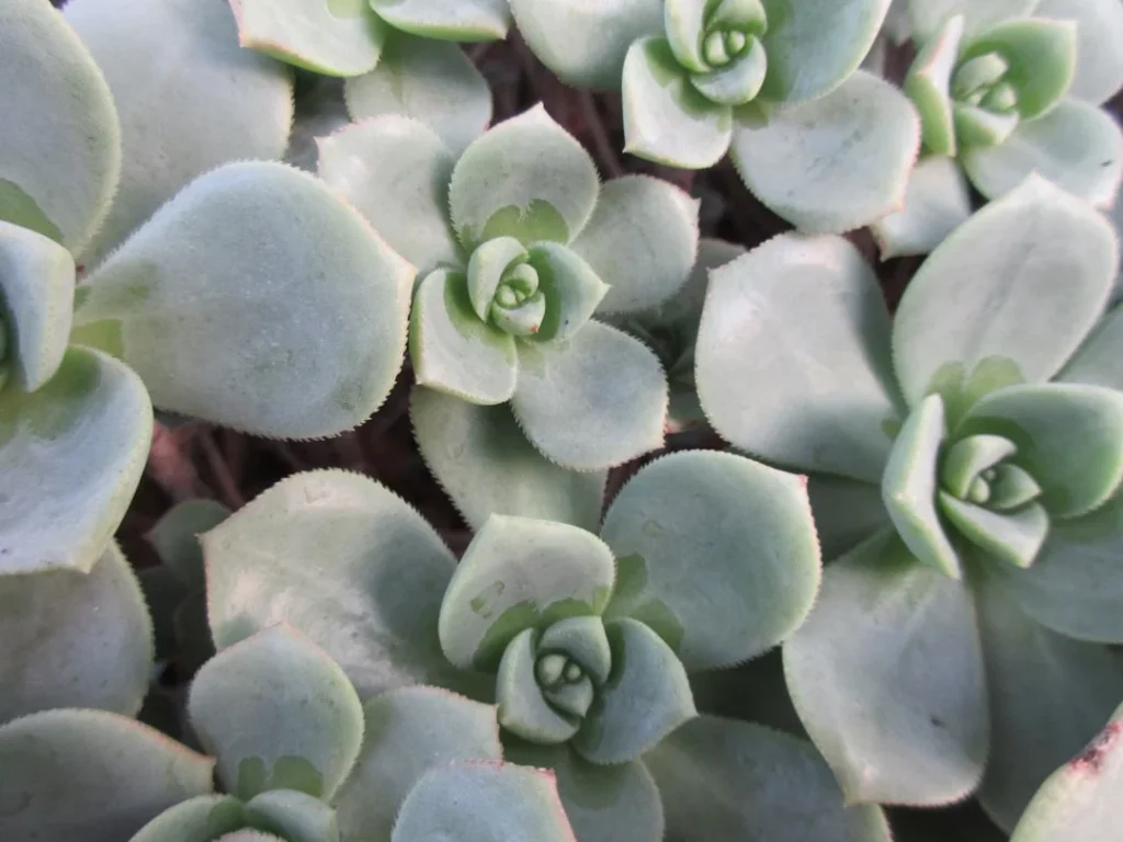 Baby Toes Succulent plant growing in terracotta pot at home
