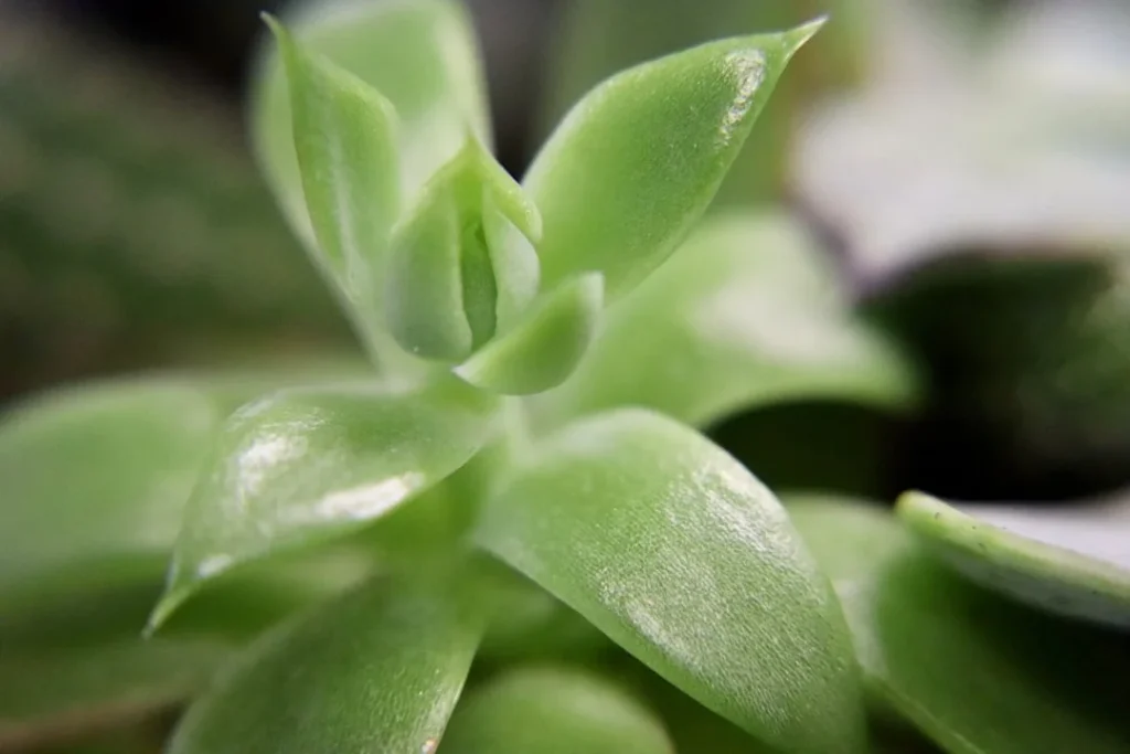 Baby Toes Succulent plant growing in terracotta pot at home