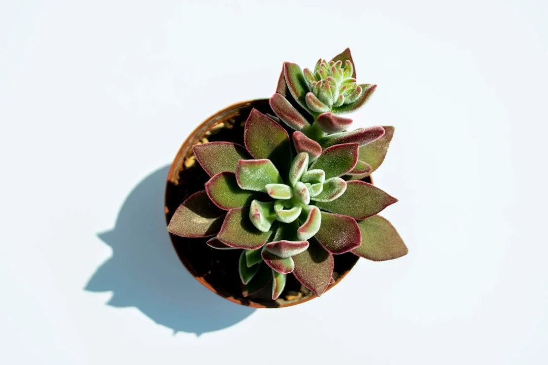 Flapjack Succulent plant growing in terracotta pot at home — flapjack succulent common problems care
