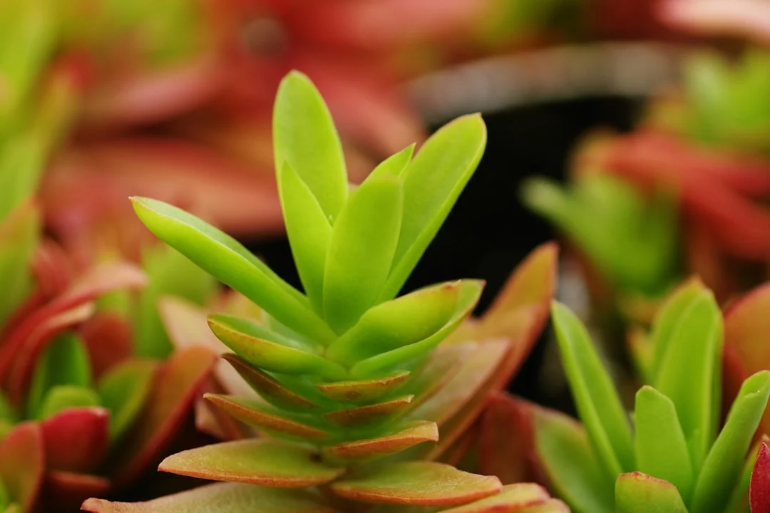 Flapjack Succulent plant growing in terracotta pot at home — flapjack succulent common problems care