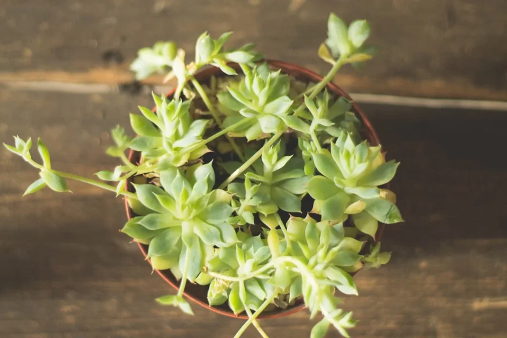 Flapjack Succulent plant growing in terracotta pot at home
