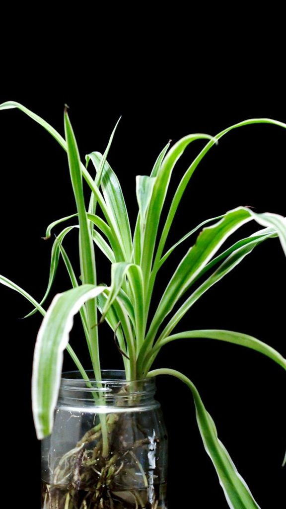 Spider Plant Propagation in Water: The Complete Step-by-Step Gui… How to Grow: Complete Visual Guide