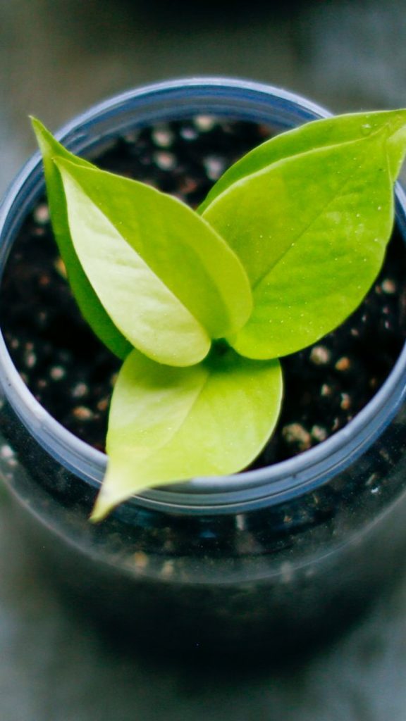 How to Repot Indoor Plants: Complete Step-by-Step Guide Amazing Facts: Complete Visual Guide