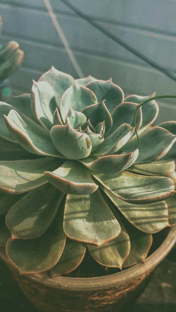 Stonecrop Succulent Care: Complete Growing Guide Care Tips: Complete Visual Guide