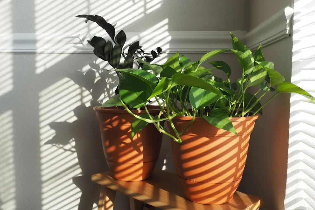 Indoor Plants plant growing in terracotta pot at home — how to repot indoor plants