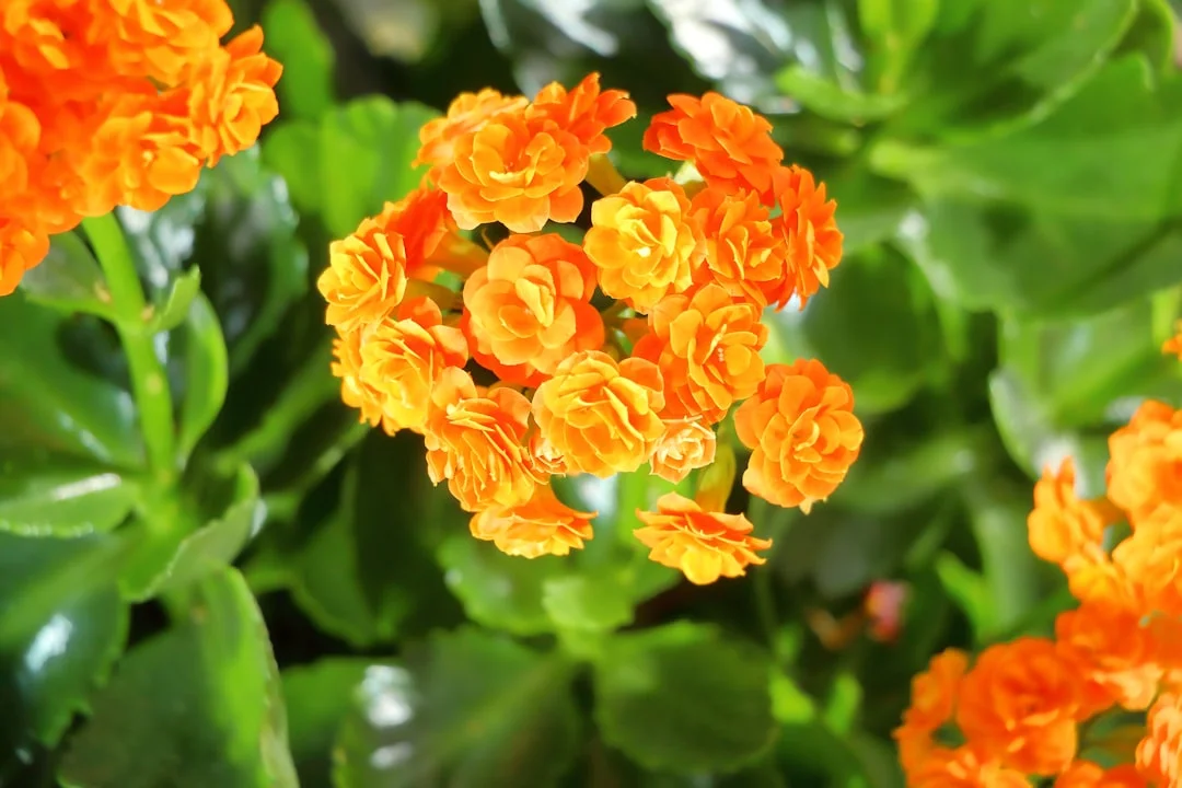 Kalanchoe plant growing in terracotta pot at home — kalanchoe plant blooming care